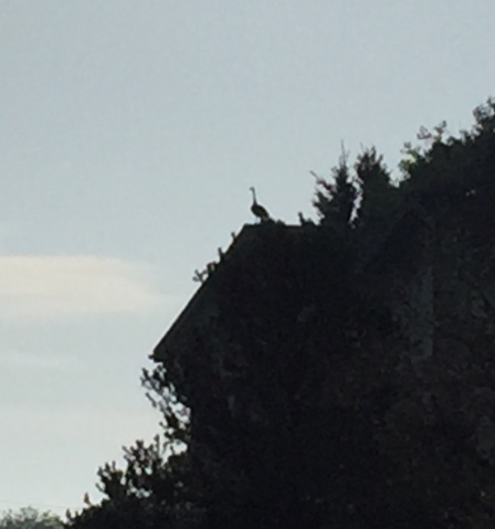 Hard to see, but here's the single goose from house one.