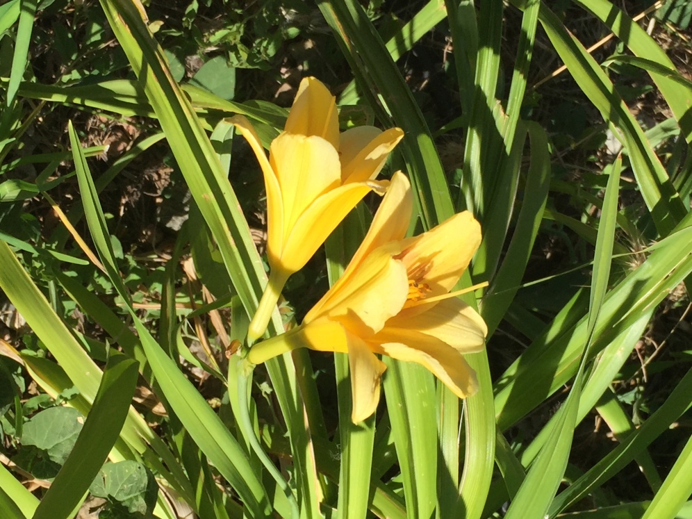 And the daylilies bloom on!